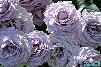Todo sobre la rosa Novalis: descripción y foto, cultivo y cuidado, matices del trasplante y otras características de la variedad.