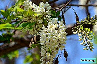 All about the seeds of the white acacia of the genus Robinia: how to collect, plant and grow a plant from them?