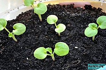 Todo sobre cómo cultivar geranio a partir de semillas en el hogar y cuidar después de eso.