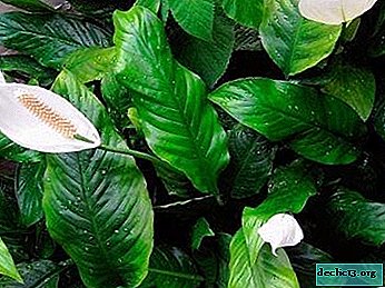 All about when spathiphyllum is transplanted and how to do it correctly
