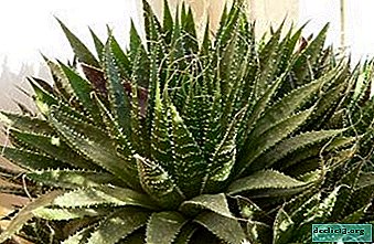 Vse o Aloe spinous: koristne lastnosti in lastnosti nege