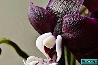 All about Kaoda Orchid: flower photo, detailed description and proper care