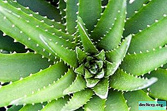 Tudo sobre Aloe Vera: descrição de plantas, fotos, propriedades úteis, cuidados e cultivo