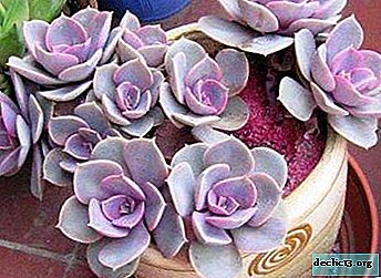 All about exotic succulent echeveria: popular species, breeding methods and photos