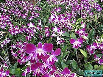 Todo sobre las orquídeas en la naturaleza: una foto, cómo crecen y cómo difieren de las hogareñas