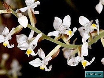 Kaikki Ludisia-orkideasta ja kotihoidosta