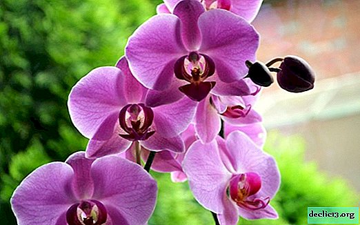 nama saintifik bunga orkid