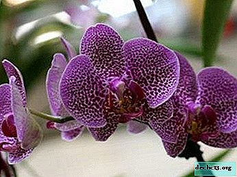Everything about the orchid from A to Z: photos, description and care