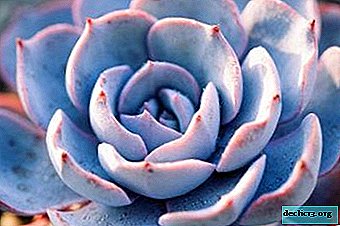 Everything about transplanting echeveria at home and the subsequent care of the flower