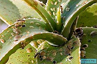 All possible aloe diseases and ways to combat them