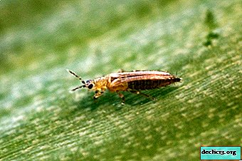 Omnivore thrips. What is this insect and how to deal with it?