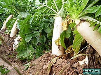 All that vegetable growers from different regions of Russia need to know about the timing of planting daikon radish in open ground and in a greenhouse