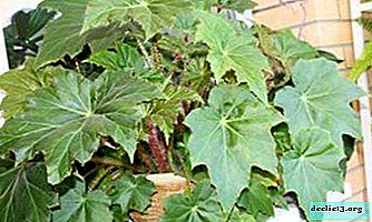 All About Collar Begonia: Breeding Features and Useful Tips for Proper Care