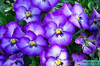 Vse o cvetu viole: splošen opis, zgodovina nastanka in vrsta vijolic na fotografiji