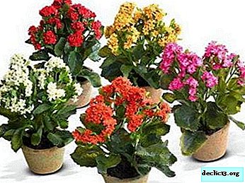 Alt om blomstrende Kalanchoe: hvilke sorter sker, hvad er kendt om plantning, hvordan ser det ud på billedet?