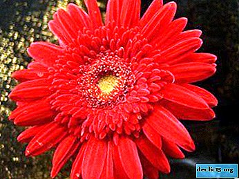 All about gerberas: description, types, cost, symbols, how to grow and care at home and in the garden