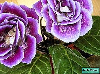 All About Yesenia Gloxinia: Propagation Features and Useful Tips for Proper Care