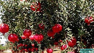 All about pomegranate: photo and description, name and homeland, benefits and harms, tree growing tips and interesting facts