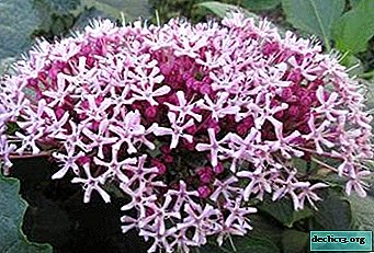 Tutto su Clodendrum Bunge: descrizione, caratteristiche di semina e cura dei fiori, foto di varietà della varietà