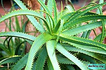 All about indoor aloe plant: flower photo, main types and medicinal properties