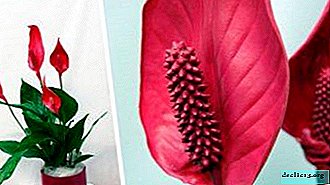 Viss par sarkano spathiphyllum: izskats, šķirnes un soli pa solim rūpēties par augu