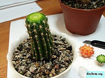 All about the need and proper technique for pruning a cactus