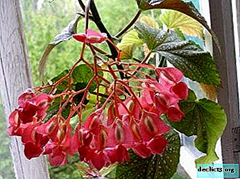 All about varieties of coral begonia: features of reproduction and useful tips on proper care