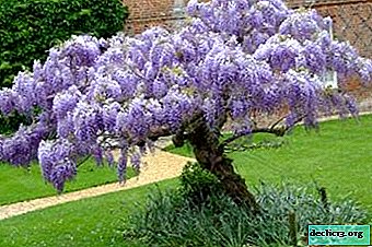 All about the luxurious wisteria Blue Moon: a description of the species, the nuances of care and possible diseases