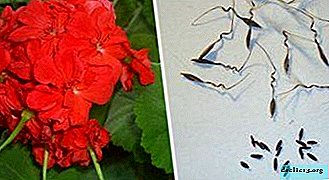 ทุกอย่างเกี่ยวกับเมล็ดพันธุ์ของ pelargonium: วิธีปลูกและปลูกที่บ้านทีละขั้น?