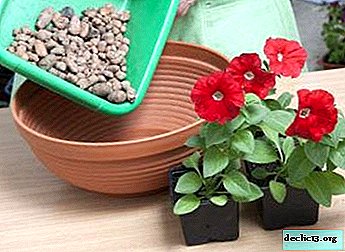 All about how to transplant a petunia: features of the procedure and step-by-step instructions