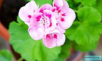 All about how to plant a geranium sprout without roots at home