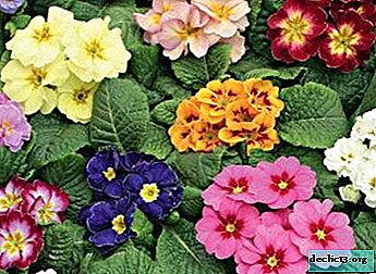 Semua tentang bila untuk menanam primrose dan bagaimana untuk melakukannya dengan betul: ciri-ciri tumbuh dan menyebarkan bunga