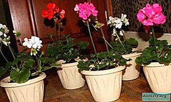 Todo sobre si es posible trasplantar geranios en flor, cuándo y cómo hacerlo