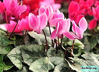 All about why cyclamen leaves curl and what to do about it.