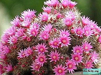 Alt om den praktfulle blomstrende Sukkulente Mammillaria Seilman