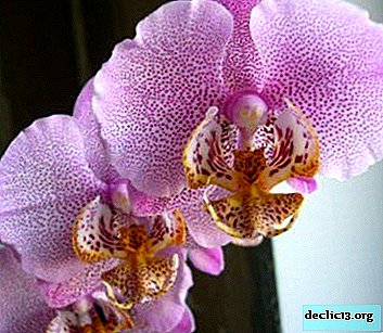 Tout à propos de Manhattan Orchid: description, histoire, caractéristiques de plus en plus, photo