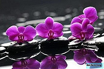 Tout sur l’orchidée Paphiopedilum: description générale, conseils de soins à domicile et type de plante sur la photo