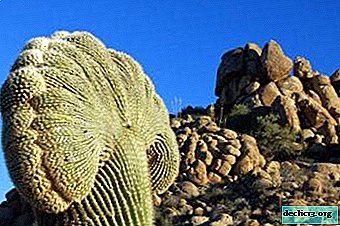 Al het plezier van grote cactussen en hun zorg