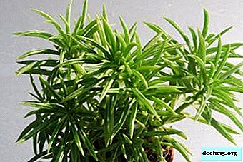 كل الأكثر إثارة للاهتمام حول نبات عصاري peperomy فيريرا
