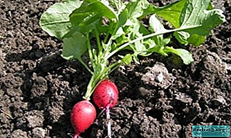 The most important thing about when to plant a radish in a greenhouse - Vegetable growing
