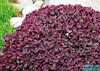 "Voodoo" is one of the varieties of false sedum. Growing features, planting tips and other nuances