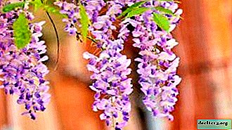 Wisteria Sinensis amante del calor: glicinias chinas de excepcional belleza. Descripción, cultivo y reproducción.