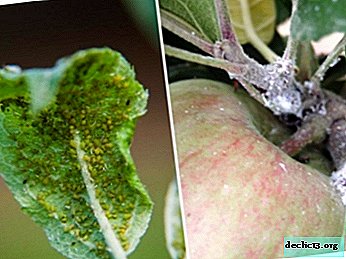 Apple green aphids and other species: where do they come from, what harm do trees bring and how to deal with them?