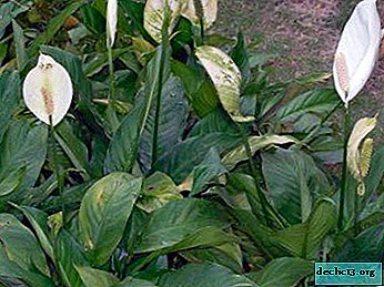 Spathiphyllum poisonous for a cat or not? What to do if a pet is poisoned?