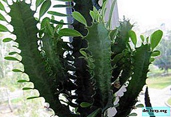 Giftiger tropischer Gast im Haus - Euphorbiengummi-Dreieck: Beschreibung, Nutzen, Schaden und Pflege der Pflanze