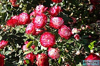 Rosa brillante y espectacular Aniversario del Príncipe de Mónaco: descripción y foto, floración y cuidado, reproducción y enfermedad.