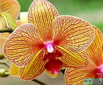 Svetla in lepa oranžna orhideja
