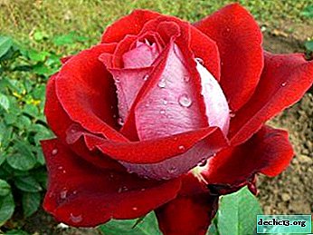 Ryški gėlių karalienė - rožė Luksoras