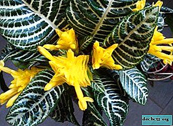 Hele ilu-afelander - lille kirjeldus ja foto, eriti kodus hooldamine
