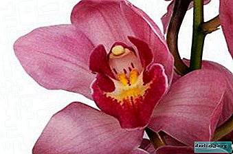 Svetla lepotna orhideja cimbidija - podrobno o rastlini in njenih lastnostih nege